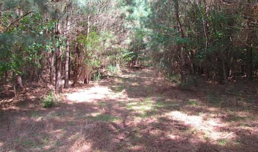 Photo of SOLD!!  36.5 Acres of Hunting Land for Sale in Accomack County Virginia!