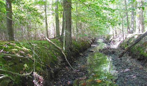 Photo of SOLD!!  36.5 Acres of Hunting Land for Sale in Accomack County Virginia!