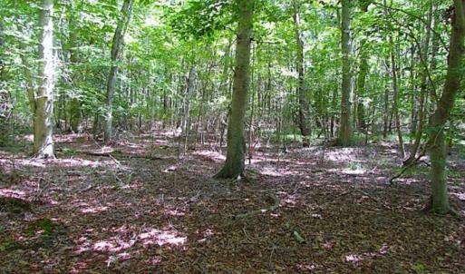 Photo of SOLD!!  36.5 Acres of Hunting Land for Sale in Accomack County Virginia!