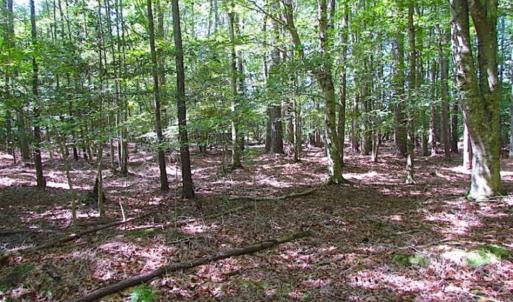 Photo of SOLD!!  36.5 Acres of Hunting Land for Sale in Accomack County Virginia!