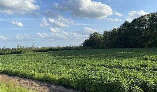 Photo of REDUCED! 177 Acres of Farm and Hunting Land For Sale in Nash County NC!