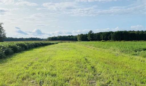 Photo of REDUCED! 177 Acres of Farm and Hunting Land For Sale in Nash County NC!
