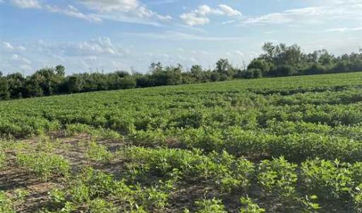 Photo of REDUCED! 177 Acres of Farm and Hunting Land For Sale in Nash County NC!