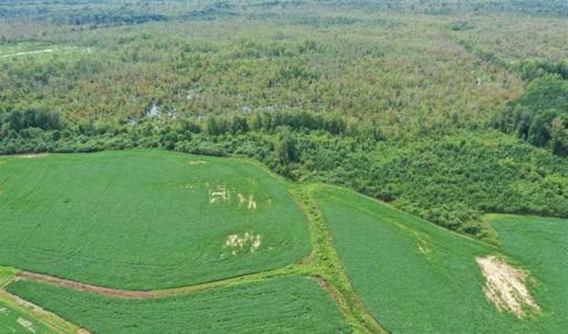 Photo of REDUCED! 177 Acres of Farm and Hunting Land For Sale in Nash County NC!