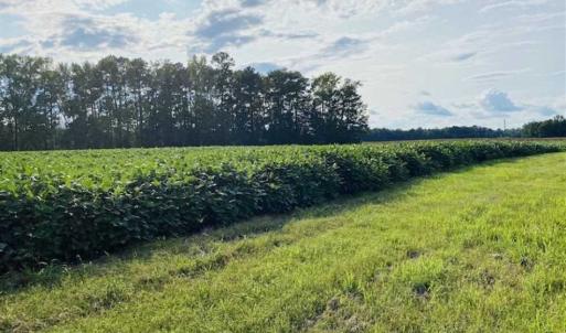 Photo of REDUCED! 177 Acres of Farm and Hunting Land For Sale in Nash County NC!