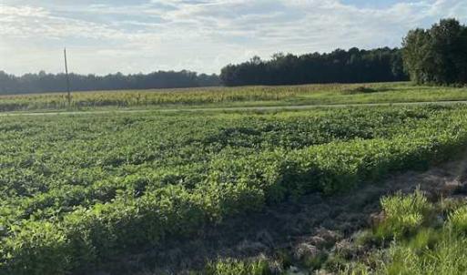 Photo of REDUCED! 177 Acres of Farm and Hunting Land For Sale in Nash County NC!