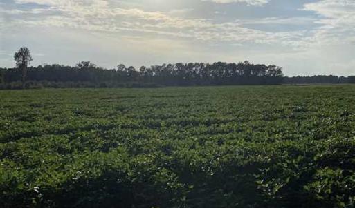 Photo of REDUCED! 177 Acres of Farm and Hunting Land For Sale in Nash County NC!