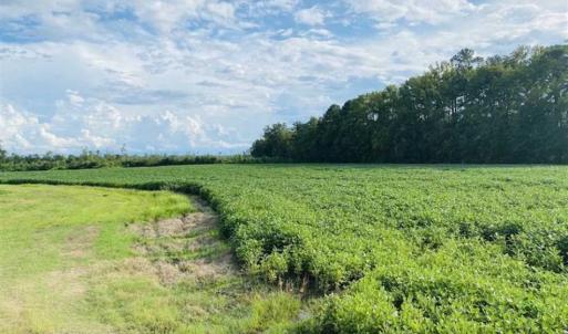Photo of REDUCED! 177 Acres of Farm and Hunting Land For Sale in Nash County NC!