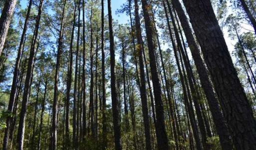Photo of 100 Acres of Hunting Land For Sale in Halifax County VA!