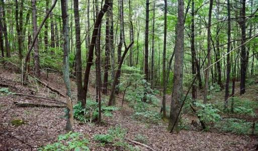 Photo of SOLD!!  7.5 Acres of Residential and Hunting Land For Sale in Amherst County VA!