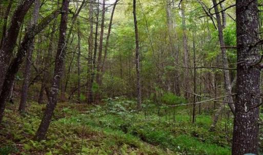 Photo of SOLD!!  7.5 Acres of Residential and Hunting Land For Sale in Amherst County VA!