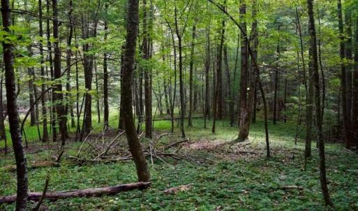 Photo of SOLD!!  7.5 Acres of Residential and Hunting Land For Sale in Amherst County VA!