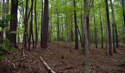 Photo of SOLD!!  7.5 Acres of Residential and Hunting Land For Sale in Amherst County VA!