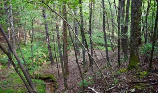 Photo of SOLD!!  7.5 Acres of Residential and Hunting Land For Sale in Amherst County VA!