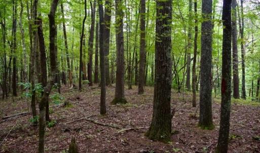 Photo of SOLD!!  7.5 Acres of Residential and Hunting Land For Sale in Amherst County VA!