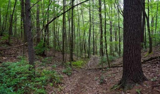 Photo of SOLD!!  7.5 Acres of Residential and Hunting Land For Sale in Amherst County VA!