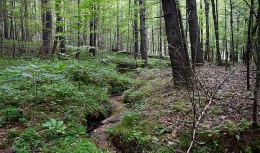 Photo of SOLD!!  7.5 Acres of Residential and Hunting Land For Sale in Amherst County VA!