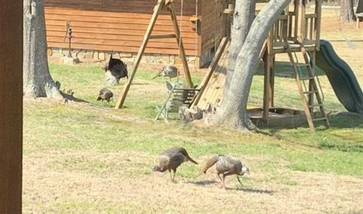 Photo of SOLD!! 85 Acres of Farm and Timber Land with Cabin and Pond For Sale in Edgecombe County NC!