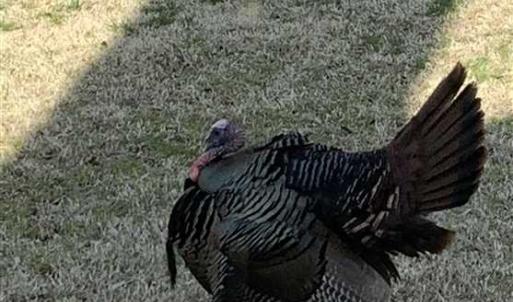 Photo of SOLD!! 85 Acres of Farm and Timber Land with Cabin and Pond For Sale in Edgecombe County NC!