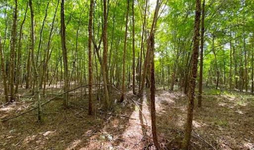 Photo of SOLD!!  34.39 Acres of Farm Land For Sale in Dinwiddie County Virginia!