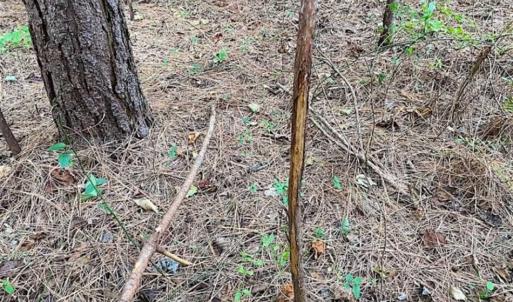 Photo of SOLD!!  34.39 Acres of Farm Land For Sale in Dinwiddie County Virginia!
