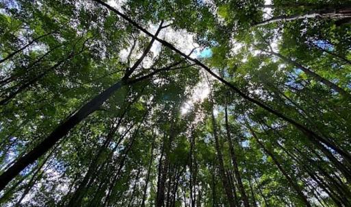 Photo of SOLD!!  34.39 Acres of Farm Land For Sale in Dinwiddie County Virginia!