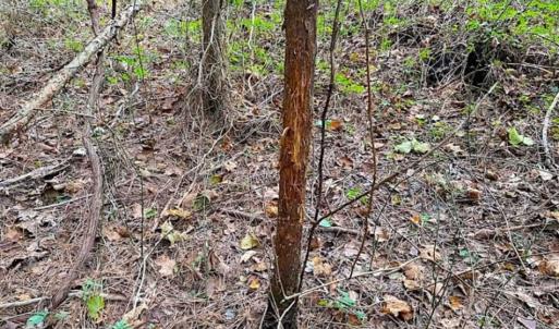 Photo of SOLD!!  34.39 Acres of Farm Land For Sale in Dinwiddie County Virginia!