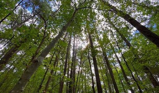 Photo of SOLD!!  34.39 Acres of Farm Land For Sale in Dinwiddie County Virginia!