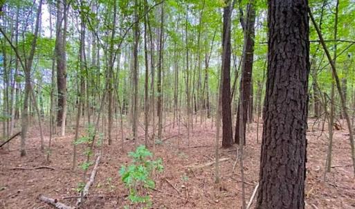 Photo of SOLD!!  34.39 Acres of Farm Land For Sale in Dinwiddie County Virginia!
