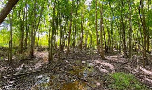 Photo of SOLD!!  34.39 Acres of Farm Land For Sale in Dinwiddie County Virginia!