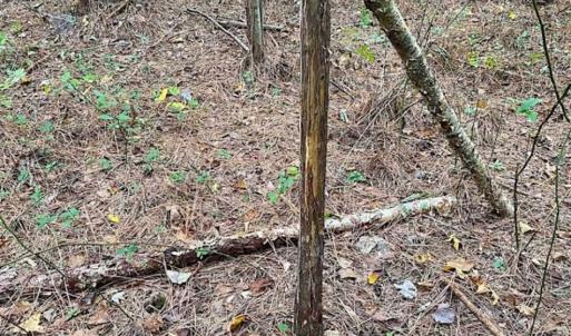 Photo of SOLD!!  34.39 Acres of Farm Land For Sale in Dinwiddie County Virginia!