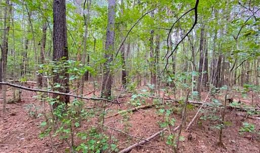 Photo of SOLD!!  34.39 Acres of Farm Land For Sale in Dinwiddie County Virginia!