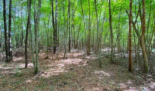 Photo of SOLD!!  34.39 Acres of Farm Land For Sale in Dinwiddie County Virginia!