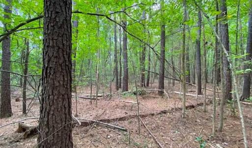Photo of SOLD!!  34.39 Acres of Farm Land For Sale in Dinwiddie County Virginia!