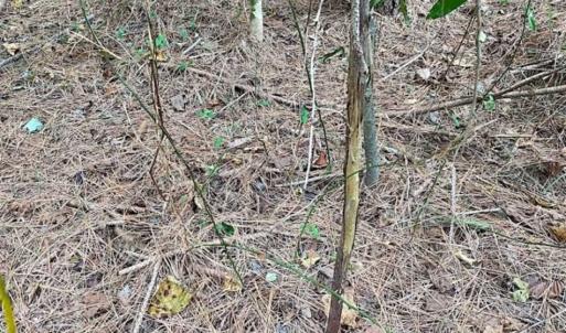 Photo of SOLD!!  34.39 Acres of Farm Land For Sale in Dinwiddie County Virginia!