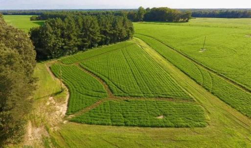 Photo of SOLD!!  148 Acres of Farm and Timber Land & 25% Interest in 128 Acres of Timber Land For Sale in Wilson County NC!