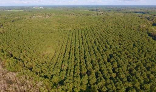 Photo of SOLD!!  148 Acres of Farm and Timber Land & 25% Interest in 128 Acres of Timber Land For Sale in Wilson County NC!