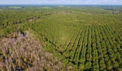 Photo of SOLD!!  148 Acres of Farm and Timber Land & 25% Interest in 128 Acres of Timber Land For Sale in Wilson County NC!