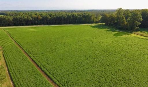 Photo of SOLD!!  148 Acres of Farm and Timber Land & 25% Interest in 128 Acres of Timber Land For Sale in Wilson County NC!