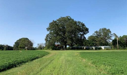 Photo of SOLD!!  148 Acres of Farm and Timber Land & 25% Interest in 128 Acres of Timber Land For Sale in Wilson County NC!