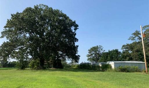 Photo of SOLD!!  148 Acres of Farm and Timber Land & 25% Interest in 128 Acres of Timber Land For Sale in Wilson County NC!