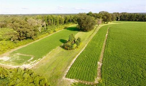 Photo of SOLD!!  148 Acres of Farm and Timber Land & 25% Interest in 128 Acres of Timber Land For Sale in Wilson County NC!
