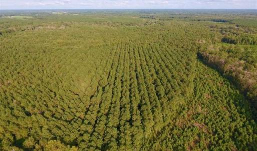 Photo of SOLD!!  148 Acres of Farm and Timber Land & 25% Interest in 128 Acres of Timber Land For Sale in Wilson County NC!