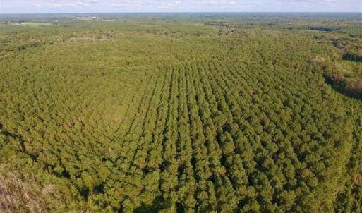 Photo of SOLD!!  148 Acres of Farm and Timber Land & 25% Interest in 128 Acres of Timber Land For Sale in Wilson County NC!
