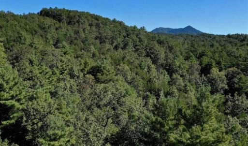 Photo of SOLD!!  55 Acres of Hunting and Recreational Land For Sale in Alleghany County VA!