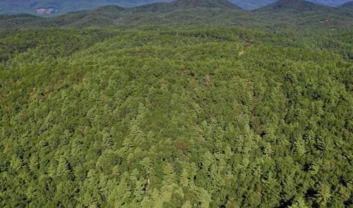 Photo of SOLD!!  55 Acres of Hunting and Recreational Land For Sale in Alleghany County VA!