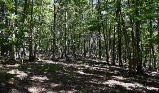 Photo of SOLD!!  55 Acres of Hunting and Recreational Land For Sale in Alleghany County VA!