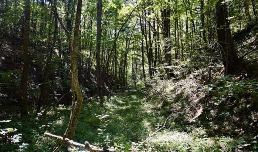 Photo of SOLD!!  55 Acres of Hunting and Recreational Land For Sale in Alleghany County VA!