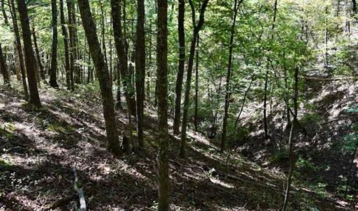 Photo of SOLD!!  55 Acres of Hunting and Recreational Land For Sale in Alleghany County VA!
