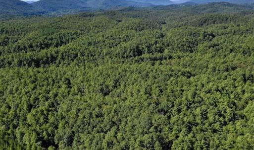 Photo of SOLD!!  55 Acres of Hunting and Recreational Land For Sale in Alleghany County VA!